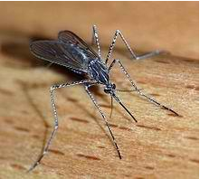 Insight Pest Control: Sydney