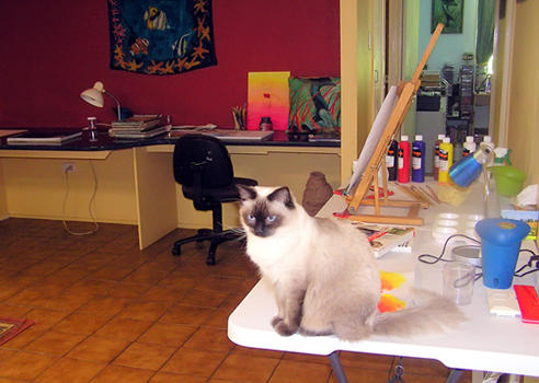 Oz Wildlife Studio