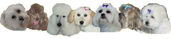 Angela's Professional All Breeds Dog Grooming