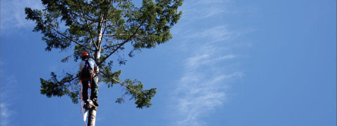 Axetion Tree Services
