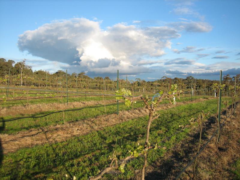 Flyfaire Wines