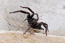 Northside Pest Control
