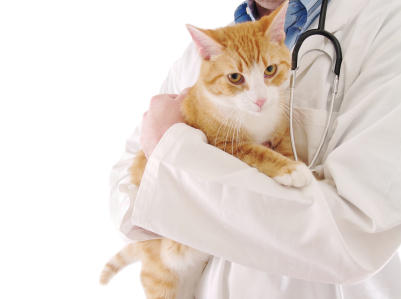 Aussie Mobile Vet