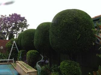 VIP Trees Hedges & Gardens