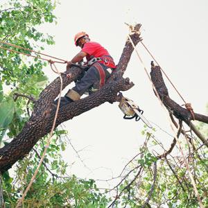 Canopy Tree Care