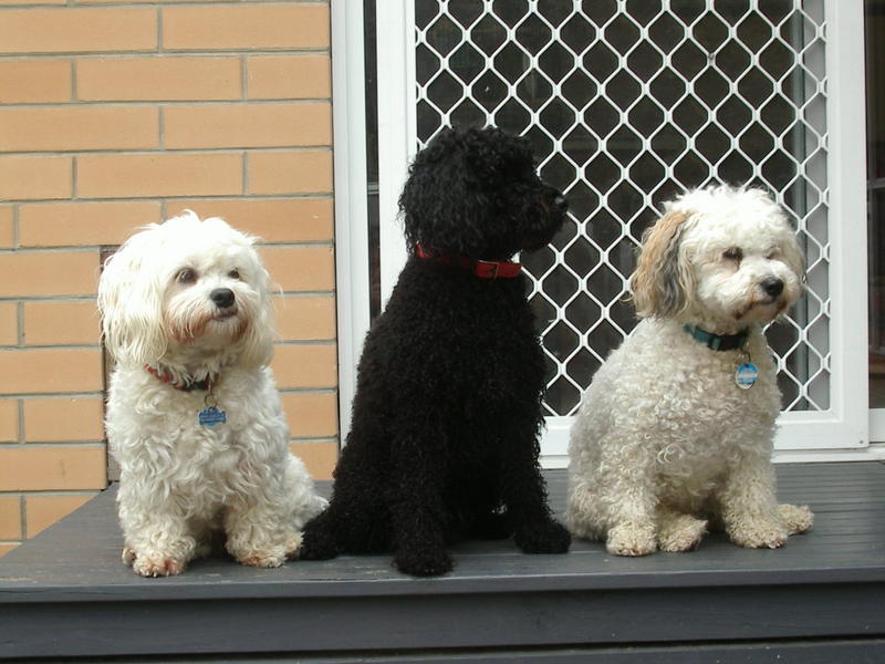 Debbies Dog Walking