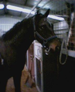 Fivestar Horse Breaking