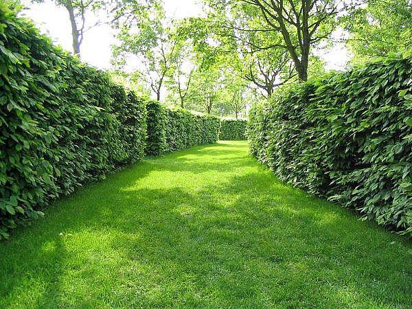 Oz Gardening
