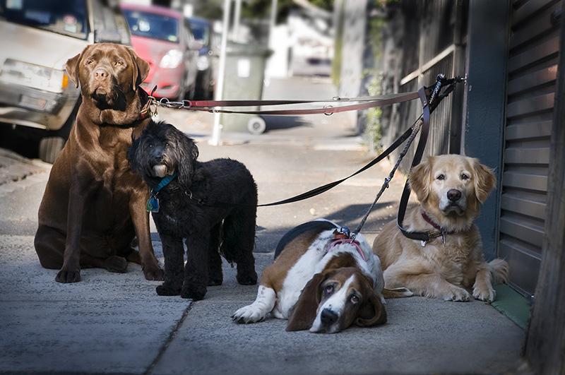 Dog Chic Doggy Day Spa & Day Care Centre