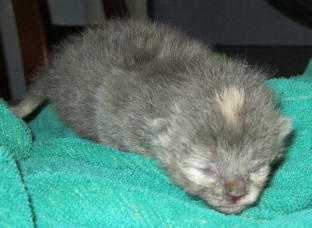 Unweaned Kitten Rescue Network Inc.