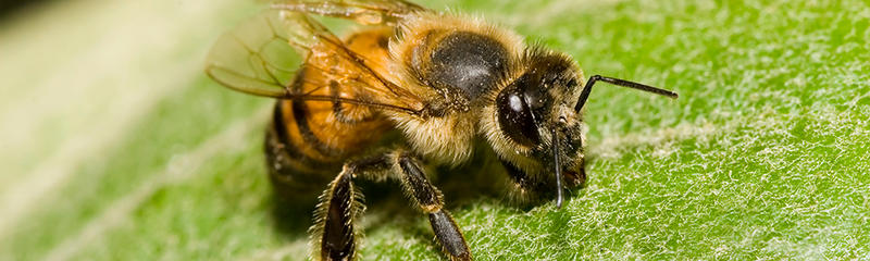 Bees Nest Removal Perth
