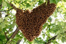 Bee Removal Melbourne