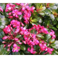 Online Plants