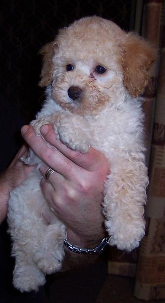 Lucky Pets Petshop