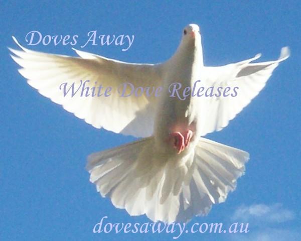 Doves Away logo