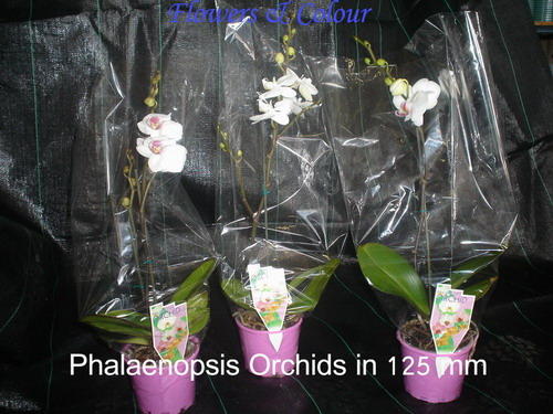 Flowers & Colour Wholesale Nursery