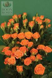 Boon Roses