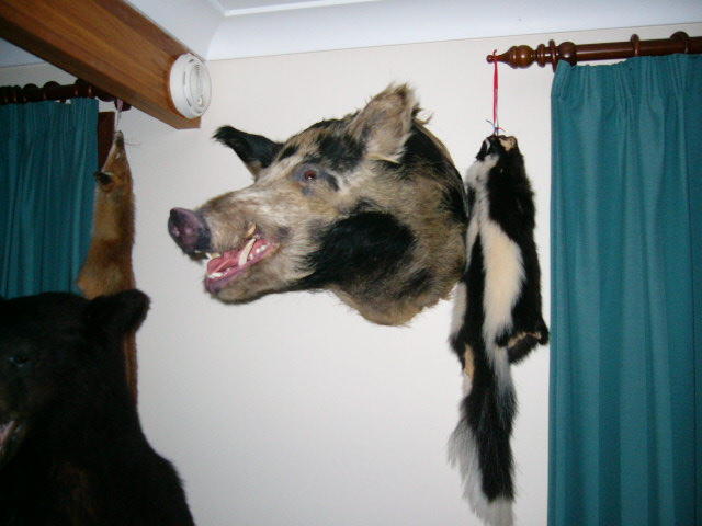 Mario Pennisi Taxidermist