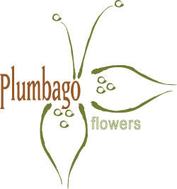 Plumbago Flowers