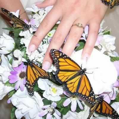 Mariposa Monarchs