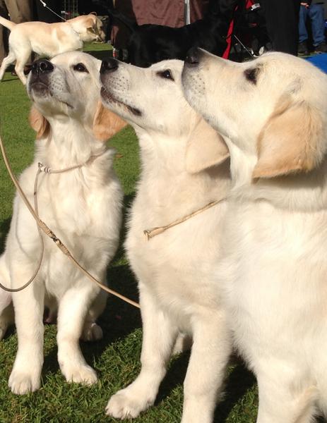 Petigree Dog Training