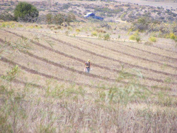 Redtail Treeplanting