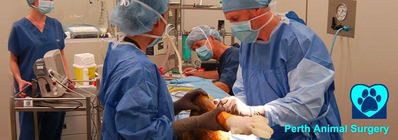 Perth Veterinary Specialists