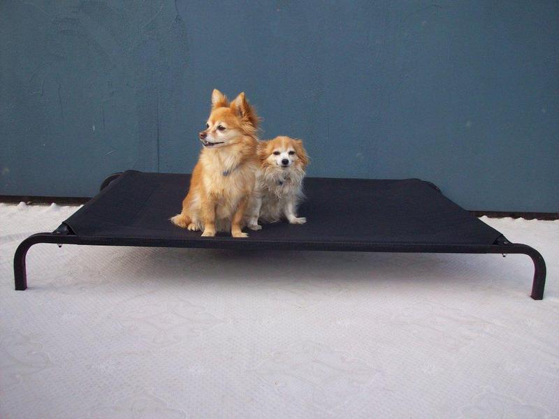 DogBeds