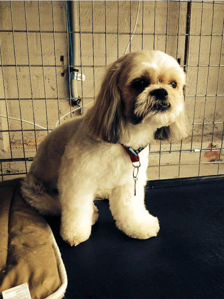 Happy Hounds Dog Grooming