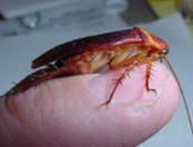 Blakes Pest Management