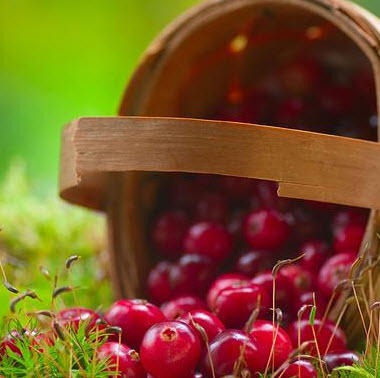 Qld Fruit Processors