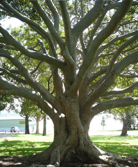 Agility Professional Tree Service