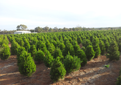 Swan Valley Christmas Trees