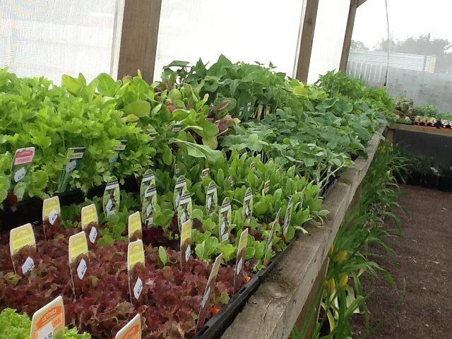 The Treehouse Nursery