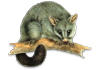 Possum's Garden & Giftware