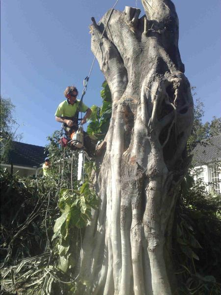 True Blue Tree Services