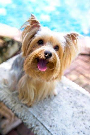 Bark 'N' Style