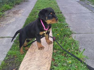 Positive K9 Training
