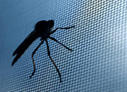 Bugs No More