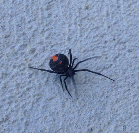 Gippsland Pest Management