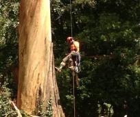 Daryl's Tree Care & Surgery