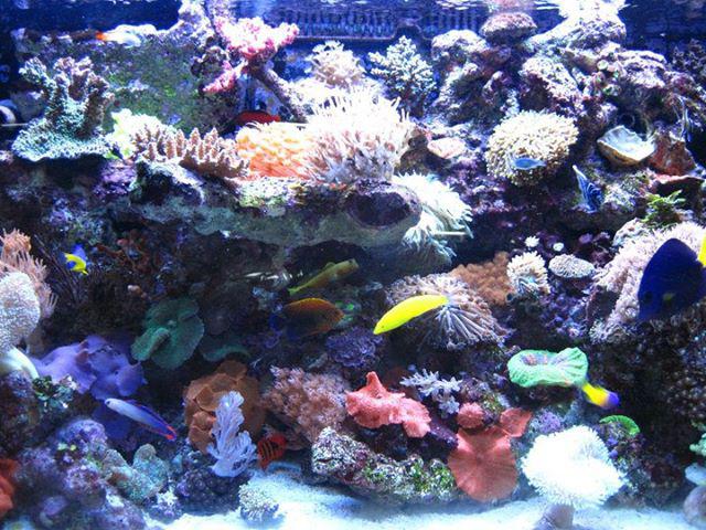 A1 Aquarium World