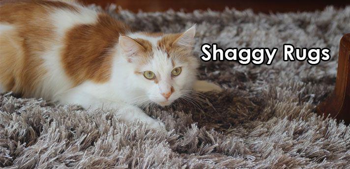 Mr Rugs