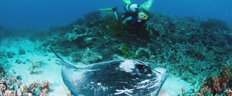 Heron Island