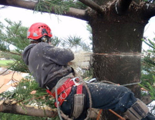 Chillys Qualified Tree Service