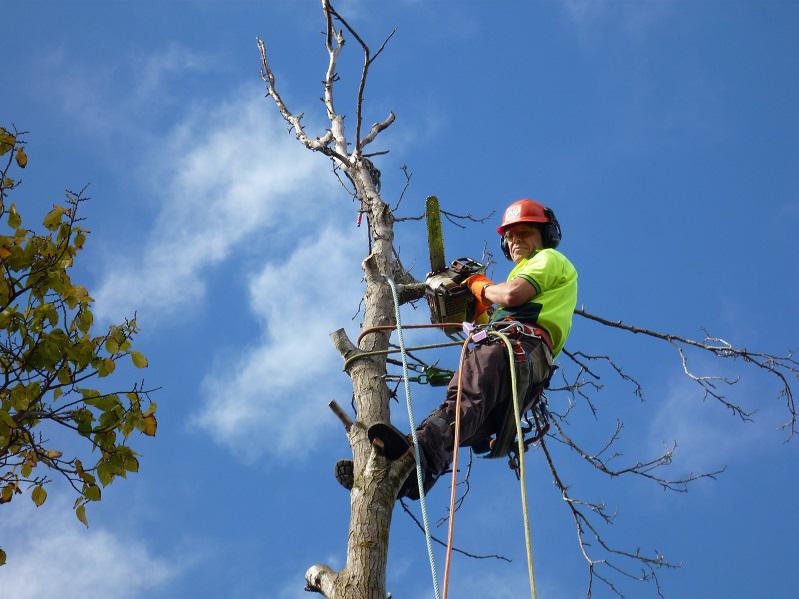 Balwyn Tree Service