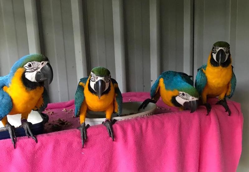LoveMacaws