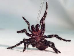 Funnelweb Pest Control & Management