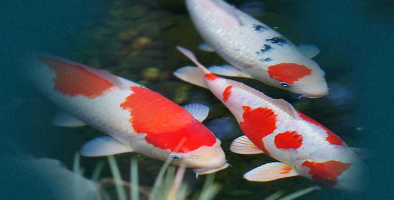 Australian Koi Farm