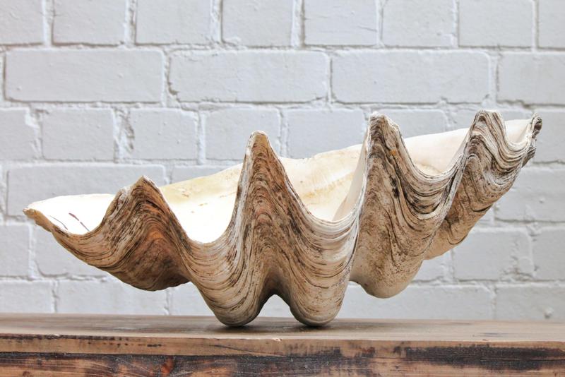 Giant Clamshells by Sourceress